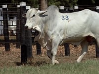 Lote 33