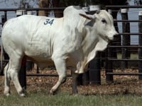 Lote 34