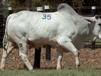 Lote 35