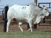 Lote 37