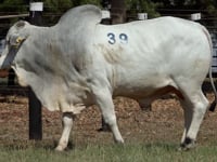 Lote 39