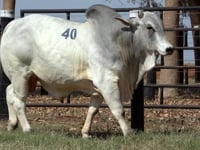 Lote 40