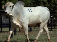 Lote 41