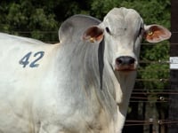 Lote 42
