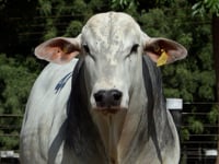 Lote 44