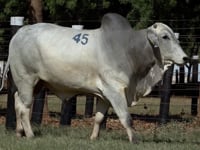Lote 45