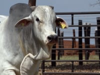 Lote 46