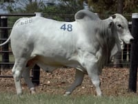 Lote 48