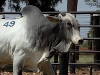 Lote 49