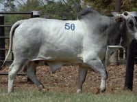 Lote 50