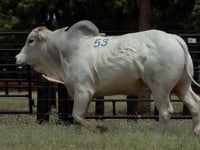 Lote 53