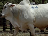 Lote 54