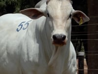 Lote 55