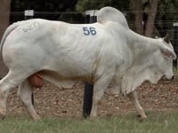 Lote 56