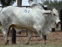 Lote 57