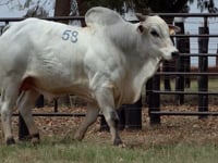 Lote 58