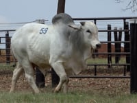 Lote 59