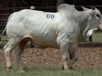 Lote 60