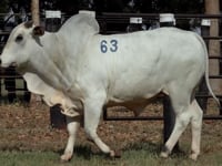 Lote 63