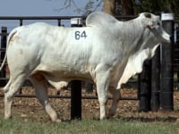 Lote 64