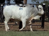 Lote 65