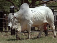 Lote 66
