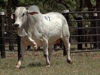 Lote 67
