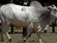 Lote 69