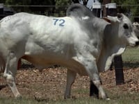 Lote 72