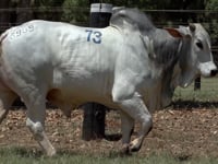 Lote 73