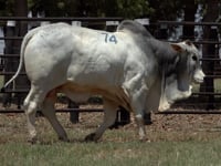Lote 74