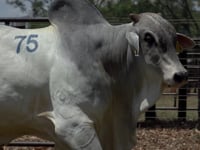 Lote 75