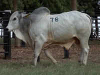 Lote 76