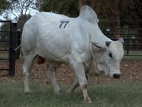 Lote 77
