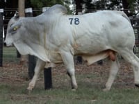 Lote 78