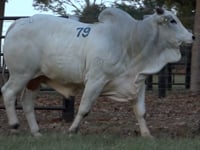 Lote 79
