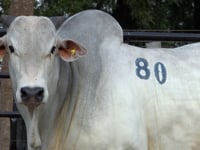 Lote 80