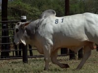 Lote 81