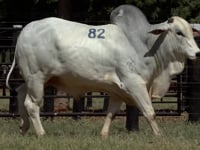 Lote 82