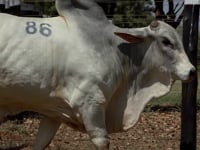 Lote 86