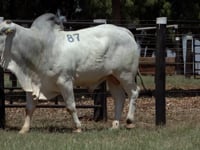 Lote 87