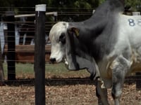 Lote 88