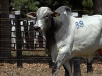 Lote 89