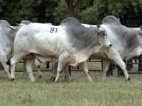 Lote 91