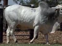 Lote 90