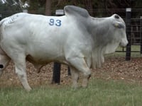 Lote 93