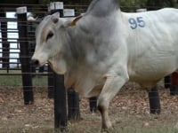 Lote 95