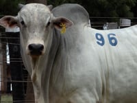 Lote 96