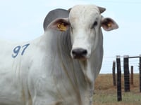 Lote 97