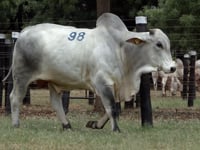 Lote 98